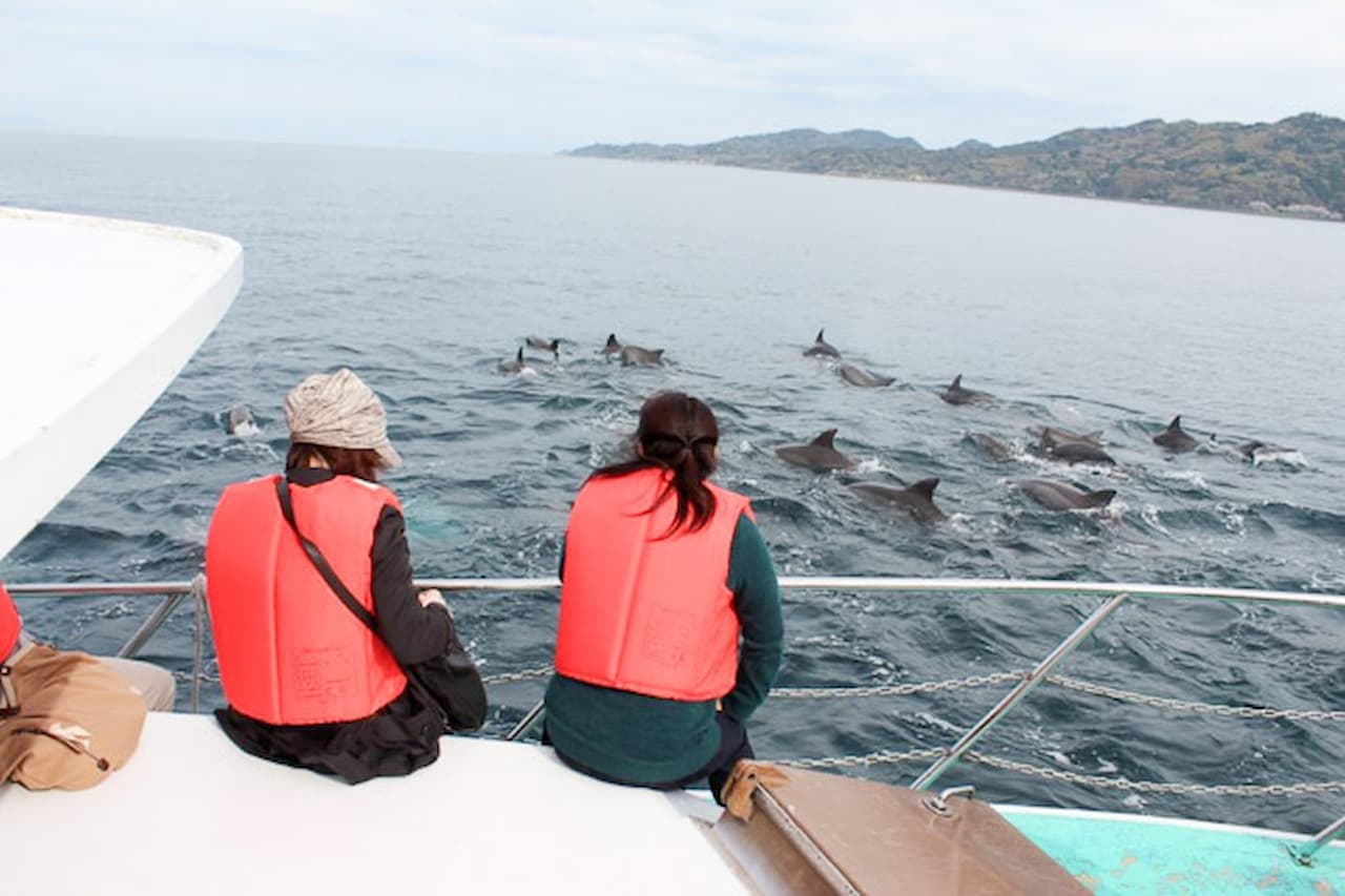 Dolphin Watching Experience in Amakusa - image 7