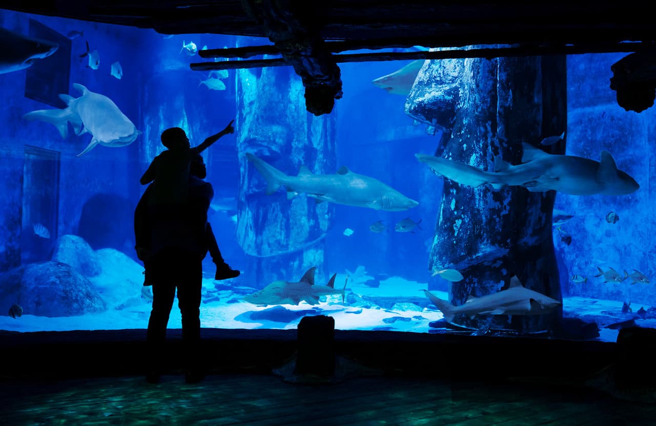 COMBO: London Eye + SEA LIFE London Aquarium Ticket - image 10