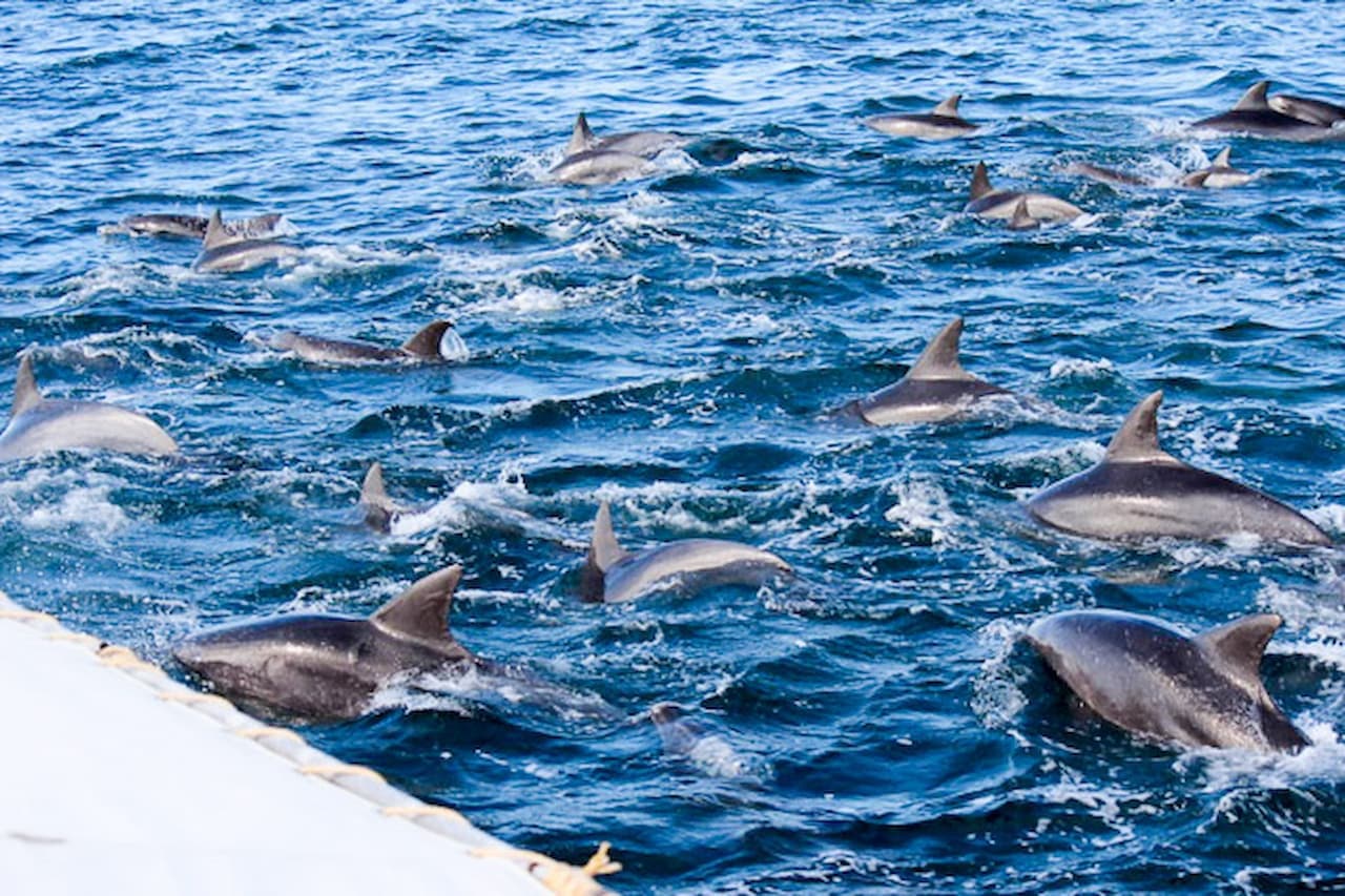 Dolphin Watching Experience in Amakusa - image 2