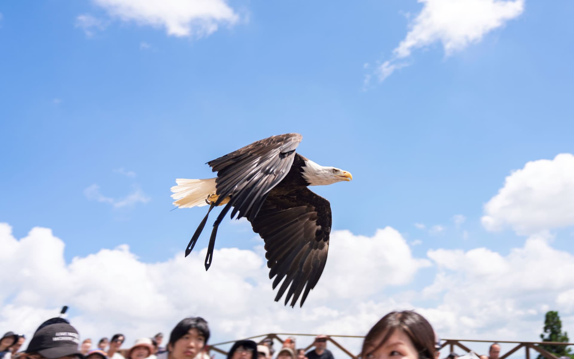 Nasu Animal Kingdom Ticket - image 8
